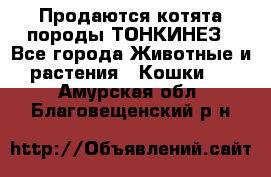 Продаются котята породы ТОНКИНЕЗ - Все города Животные и растения » Кошки   . Амурская обл.,Благовещенский р-н